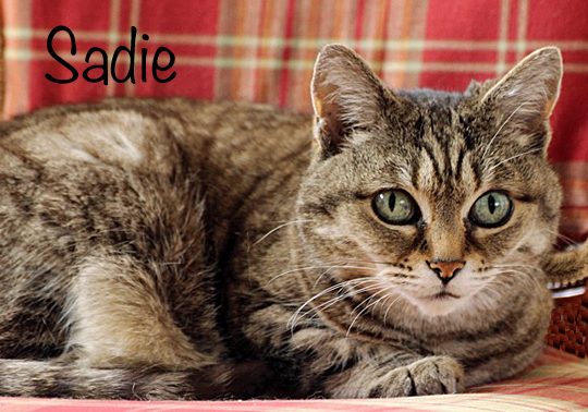 sadie-lady